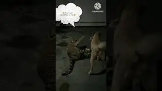 🐶🐯:To me you are just a kitten😎
