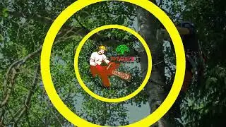 Рубодуб - пилим деревья