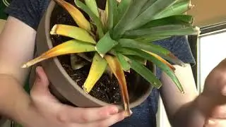 Helping an Overwatered Pineapple