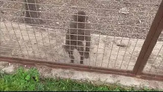 ДЖОННИК погонял носух, а ЛЮСЯ поиграла с КРОЛИКОМ! Парк львов Тайган 