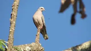 pomba avoante