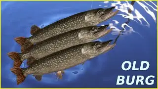 Pike Old Burg | Russian Fishing 4 rf4 spot 
