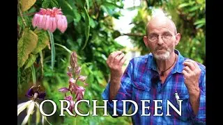 Orchideen – Aus dem Alten Botanischen Garten Göttingen