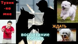 как научить собаку командам