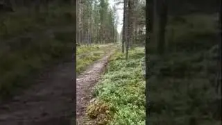 прошареный заяц #shorts