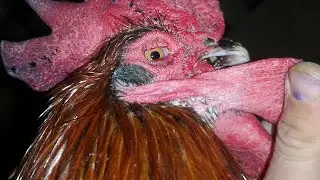 Chicken feather lice: what it is and how to combat it and treat it