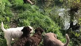 Щенки лаготто 3 месяца