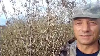 Мотоблоком два гектара! Тяжело?