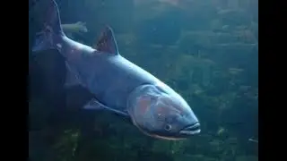 Подводная охота. Выход толстолобика