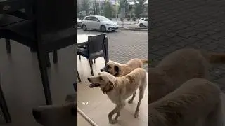 SAHİPSİZ KÖPEKLER SAHİPLENDİ VE MUTLULAR🤗🤗🤗🤗🤗