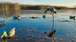 Утки подсаживаются к махокрылу.