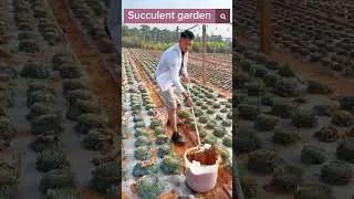 Beautiful Succulent Garden 