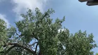 Cottonwood Releasing Seeds