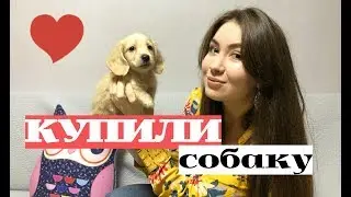 HOW WE BOUGHT A DOG IN KOREA