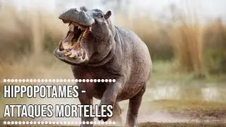 HIPPOPOTAMES - ATTAQUES MORTELLES -Documentaires SAM