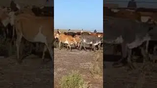 Моллар дарёда окябди!