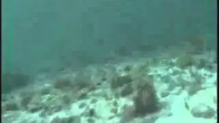 Nevidljivi Oktopus