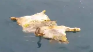 Свиная туша плавает возле сочинского пляжа