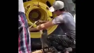 Енот помощник