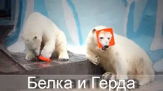 Герда приняла участие в шоу медвежат под названием Маска.