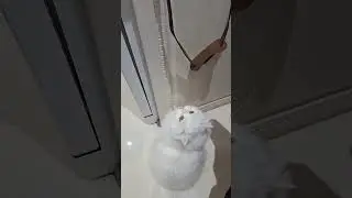 cute persian cat 🐈
