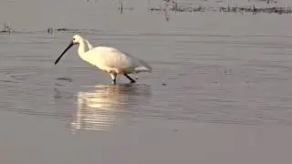 De lepelende lepelaar