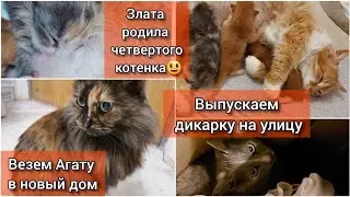 Выпускаем кошку на улицу, перевозим Агату в новый дом, Злата родила четвертого котенка😃 
