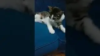 Kedidir Kedi 🐱‍💻🐱‍👓😍 CUTE CAT