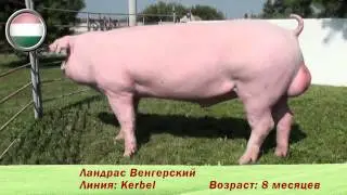 Фридом Фарм Бекон: племенные свиньи породы 'Ландрас'