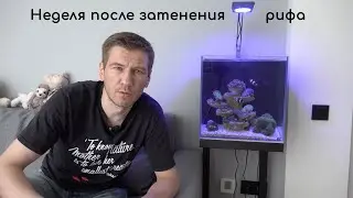 Неделя после затенения рифа