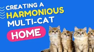How to Have a Harmonious Multi Cat Household