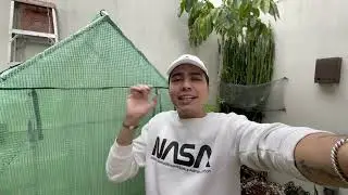 Un Pájaro se metió al invernadero 😥