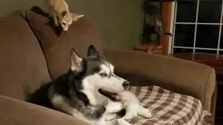 Annoying Fennec Fox 😂