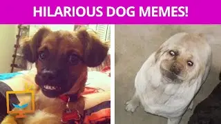 Hilarious dog memes!