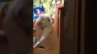 Открыли глазки (Ragdoll Cat)
