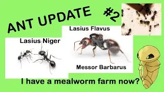 I have mealworms now!? ANT UPDATE #2(Messor Barbarus, Lasius Niger, Lasius Flavus)