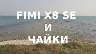 FIMI X8 SE и чайки, полуостров Краббе