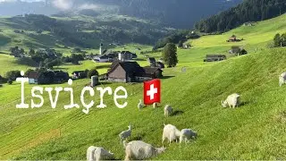 İsviçre keçileri , Appenzeller #nature
