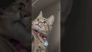 Human Brain Vs Cat Brain, Part 1