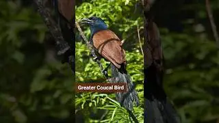 Greater Coucal Bird Sounds