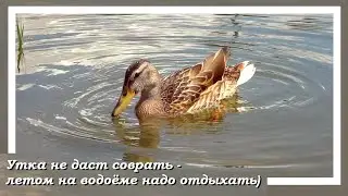 На ставке рыба на крючке
