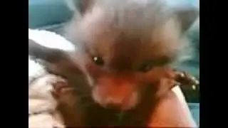 Videofox