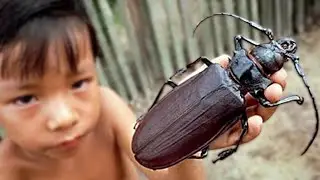 The 10 Biggest Insects On Earth