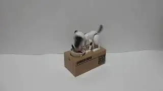 Копилка голодная собака