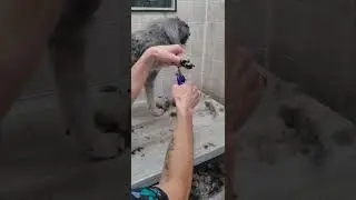 Cutting a dogs nails and trimming the paws with scissors demo, dog grooming without restraints