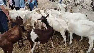 28.07.2024.MAŞTAĞA.QOYUN.KEÇİ.BAZARI.🐑🐐.     🇦🇿