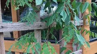 Leaf cutter bees and their nests