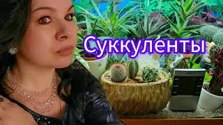 КОМНАТНЫЕ РАСТЕНИЯ/ПОЛИВ СУККУЛЕНТОВ 