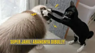 Anak Kucing Gangguin Abang Kucing Di Pagi Hari