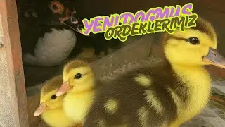 AMERİKAN ÖRDEĞİ GURK OLDU 👍👌🧿BÜYÜK ,SERT KABUKLU YUMURTALAR KIRILDI 🥚 🍀İZLEMESİ ÇOK TATLI 💯👌